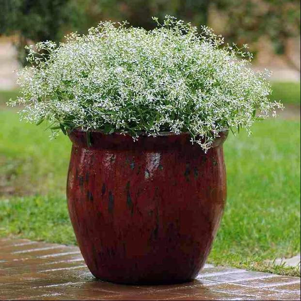 禾叶大戟盆苗 耐热耐旱四季开花 适合盆栽,花境,吊篮,岩石园