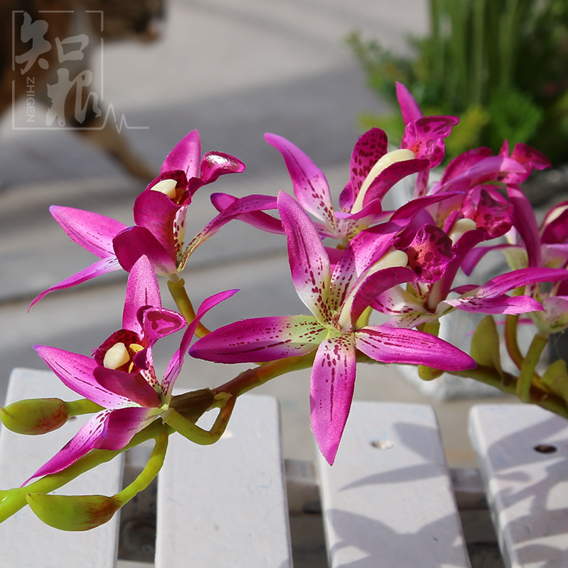 知根 万代兰仿真花兰花 假花客厅装饰花 绢花室内摆放花卉装饰品