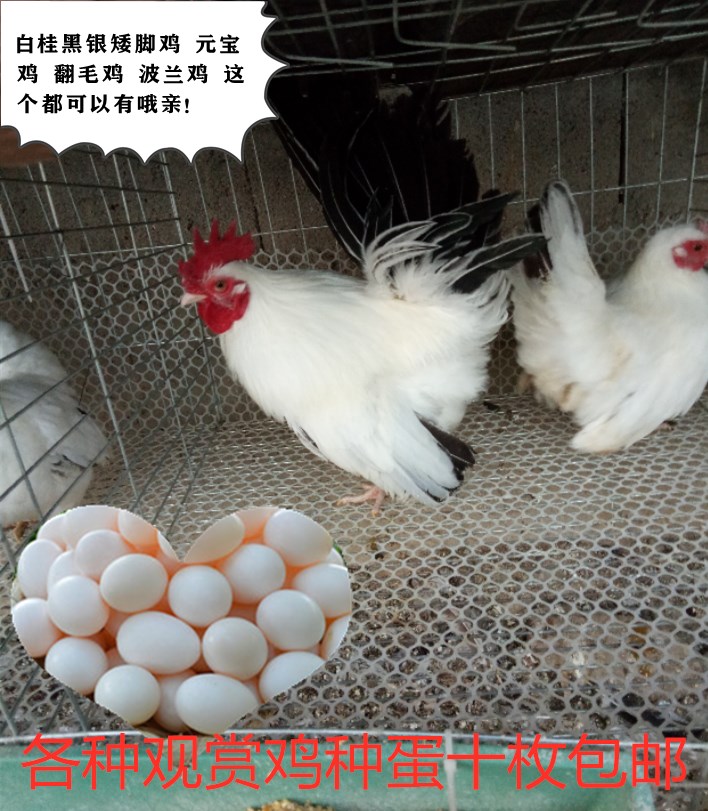 宠物鸡观赏波兰鸡 翻毛 矮脚鸡 菊花 元宝鸡种蛋受精