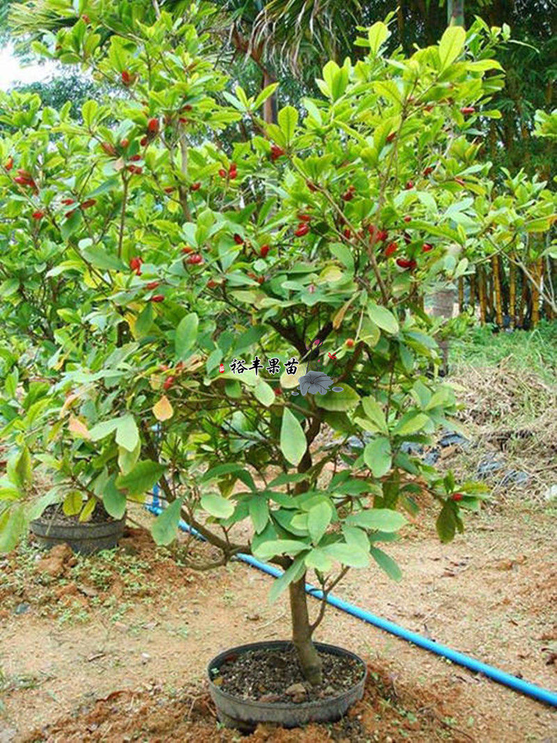 树苗广西神秘果树变味果奇奇迹甜蜜四季结果果树