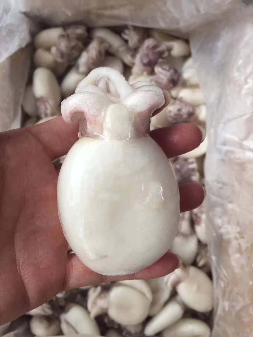 墨鱼海鲜鲜冻籽乌鲜活冷冻内脏目鱼20斤5成货冷冻墨鱼