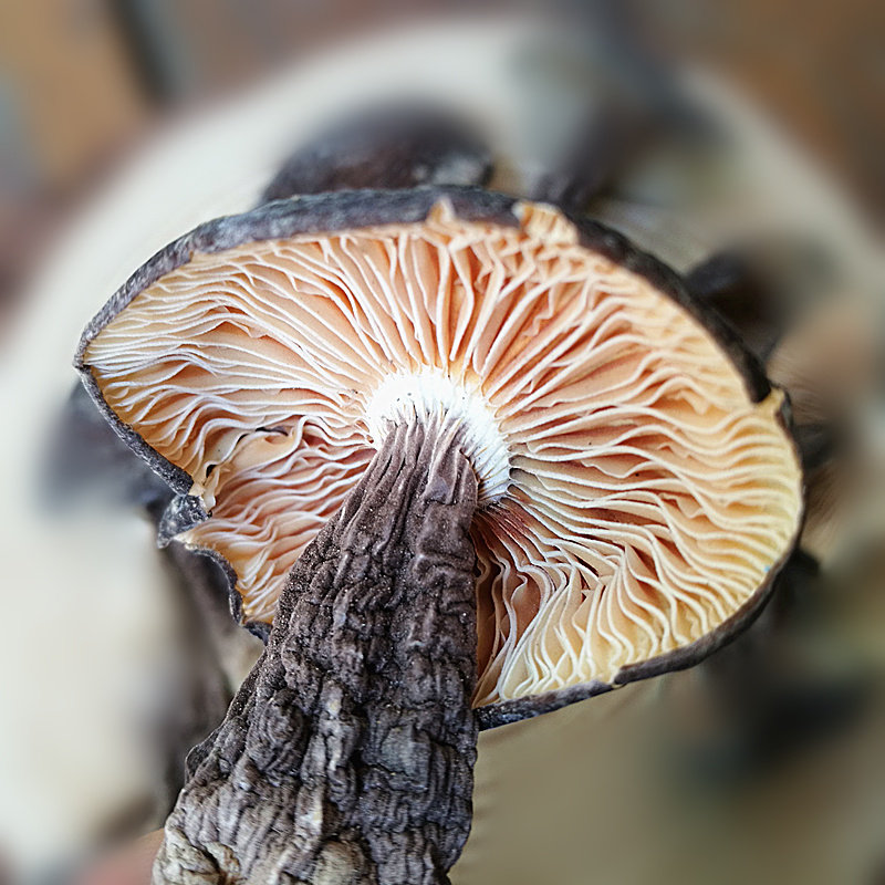 鸡枞云南干货500克野生黑皮新鲜晒干香菇蘑菇香菇类