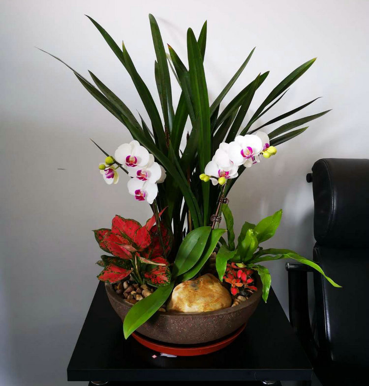 盆景厦门花卉组合兰花墨兰赏叶品种创意绿植大型绿植