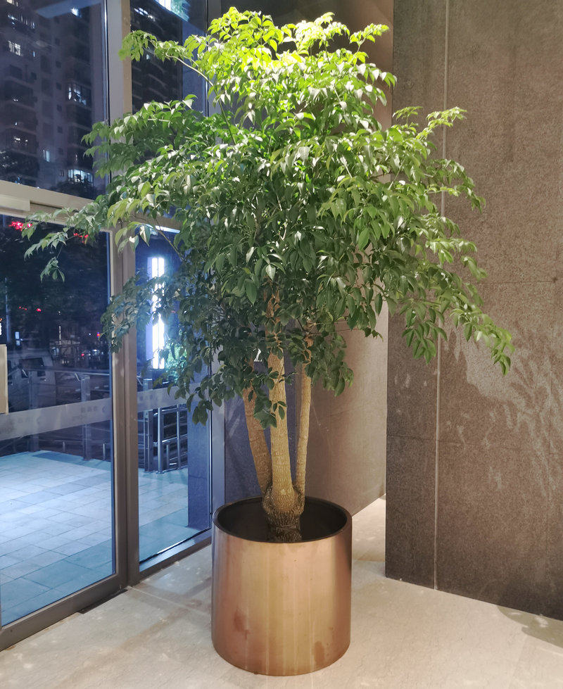 幸福树新款观客厅庭院植物开业乔迁绿植净化空气仅售大型绿植