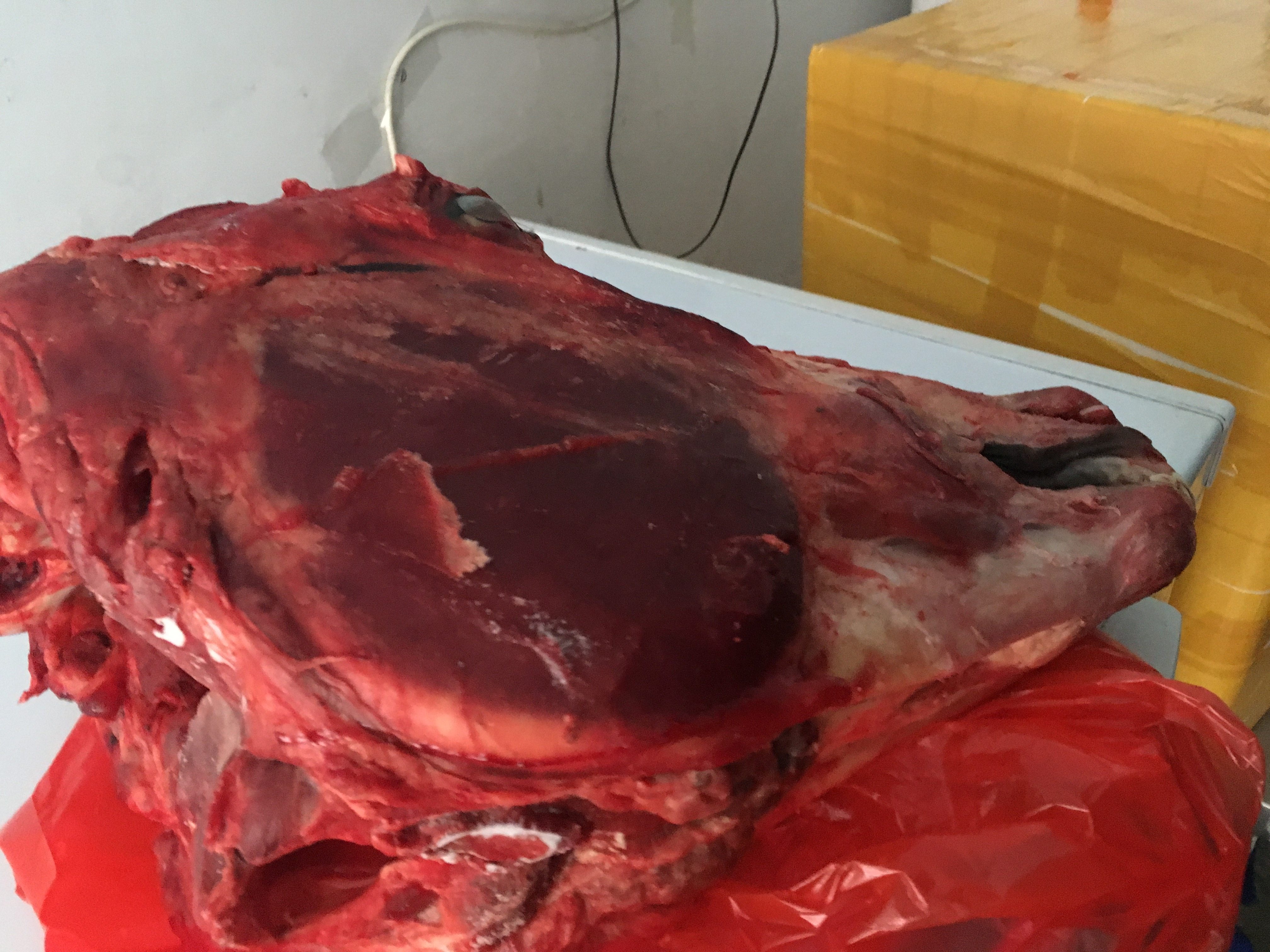 新鲜正宗生驴头去皮皮带舌头脑子脸头现宰皮肉其它生肉制品