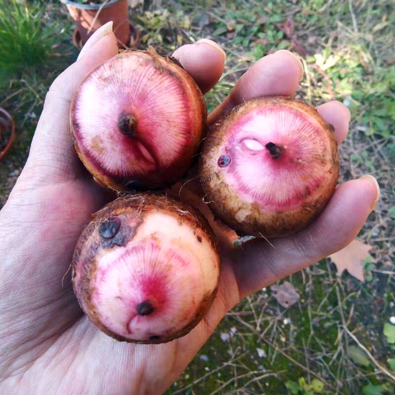 贵州红芽芋头新鲜小芋头现挖正宗红嘴农家毛芋艿芋头