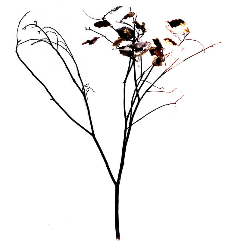 干树装饰摆件原木树枝枯枝禅意分叉艺术插花干花