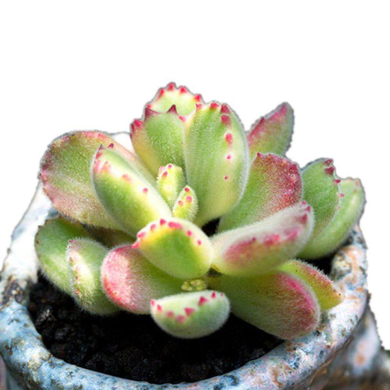 多肉白熊盆栽熊爪子新宠阳台办公室超萌小盆趣味多肉植物