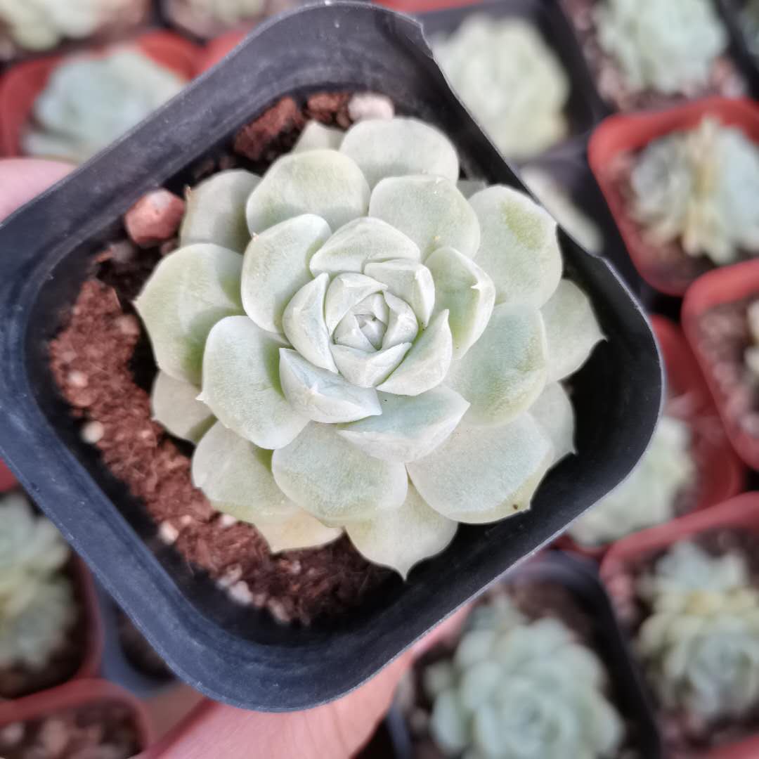 植物月影阿尔巴景天天科拟石莲花花白多肉肉肉多肉植物