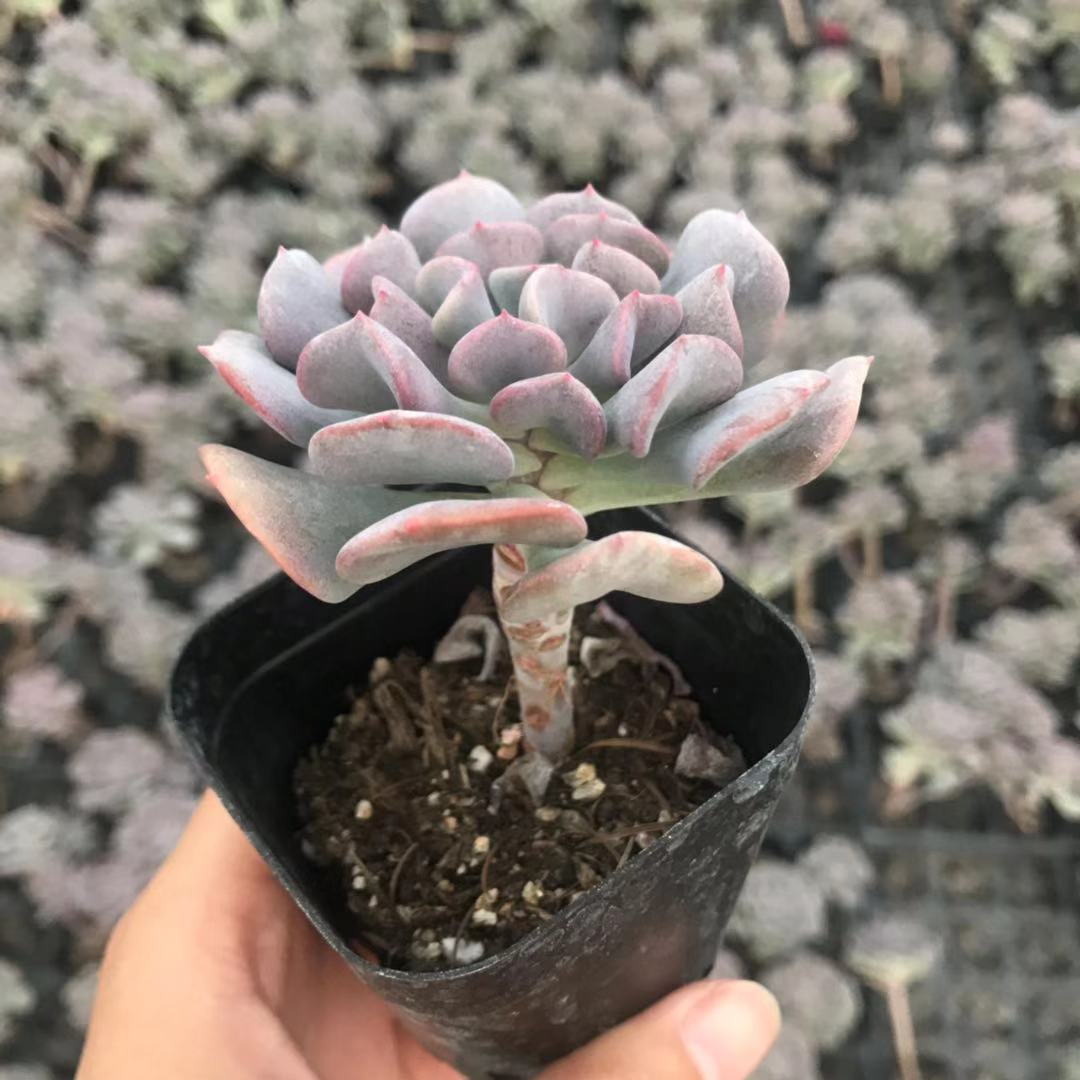 新品雪精灵遇见多肉植物盆栽粉色状态叶铲状多肉新手好养活血精灵