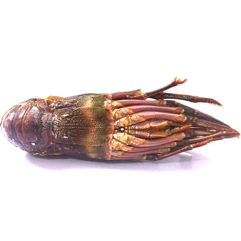 龙虾澳洲澳洲龙鲜冻冻冰鲜大进口澳龙红龙一只冻虾