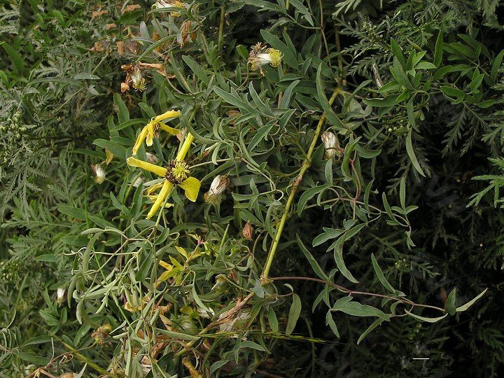 铁线透骨中药材黄花铁线莲农家原料生晒无硫500克其他药食同源食品