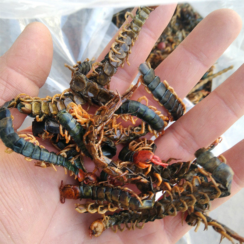 蜈蚣中药材100克不带竹签新货红头其他药食同源食品