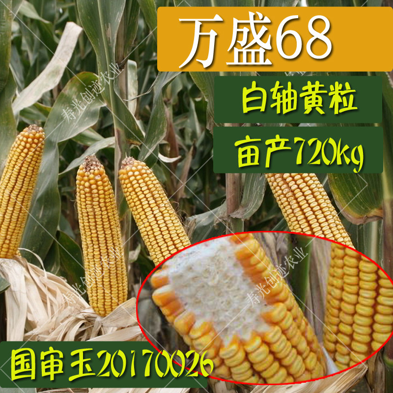 杂交玉米种子高产大田玉米种籽农业春季夏季种植饲料郑单958包邮