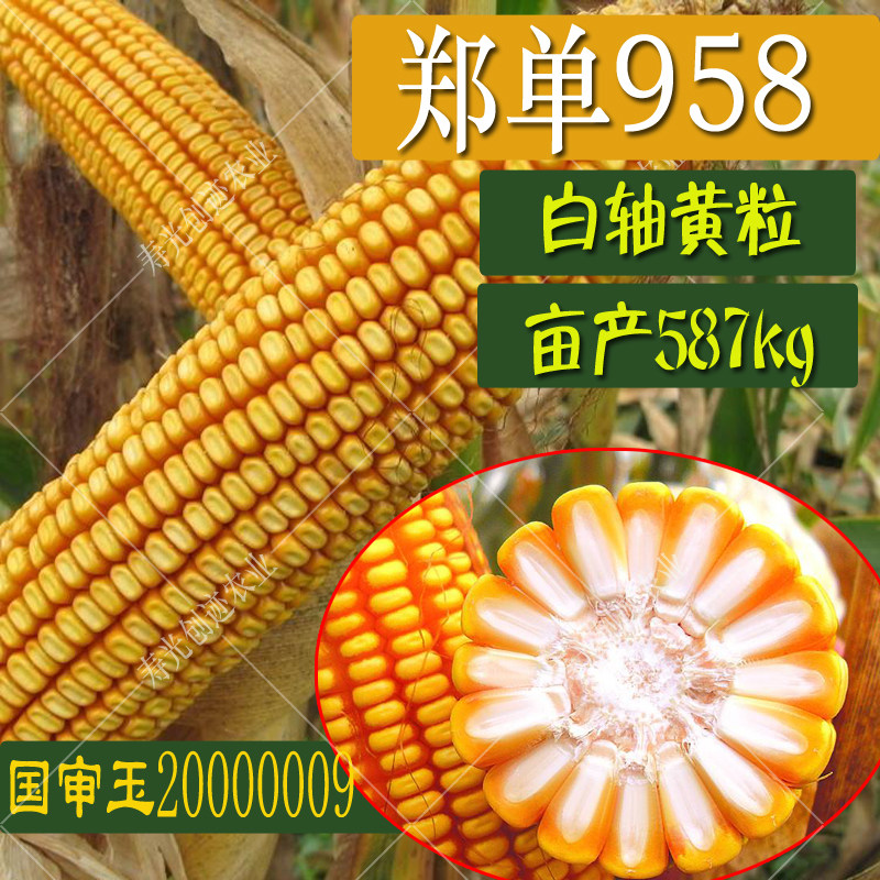 玉米杂交种子高产大田种籽农业春季夏季种植家庭园艺种子