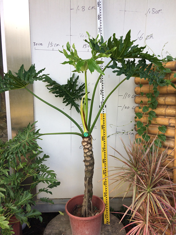 盆栽龙鳞老杆春羽春雨植物绿植甲醛净化空气办公绿植