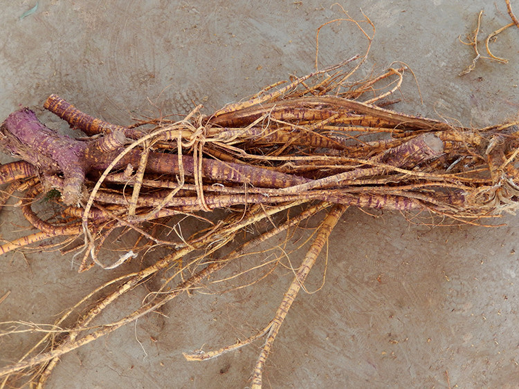 树根2022年新货野生桑树老桑头老桑桑葚根500克1斤其他药食同源食品