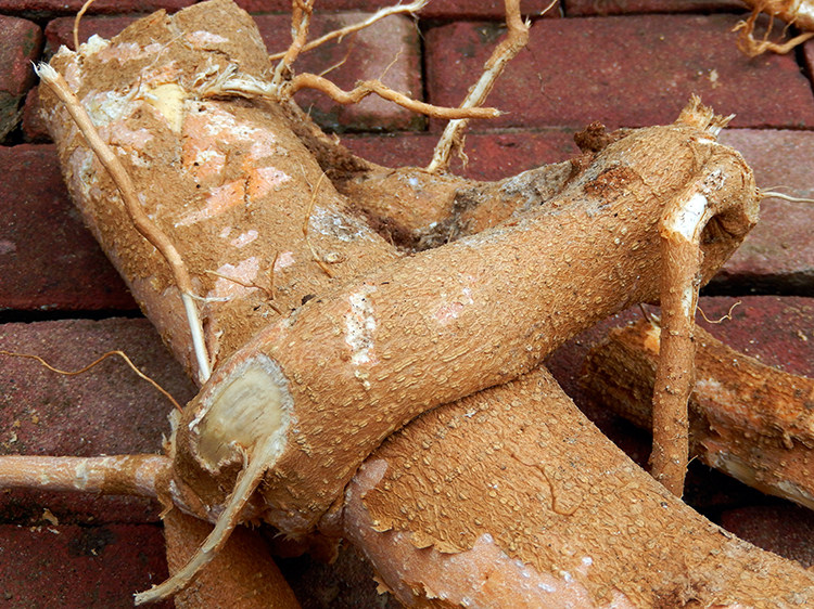 臭椿树根樗木树皮野生500g椿木根目山栲橒天根其他药食同源食品