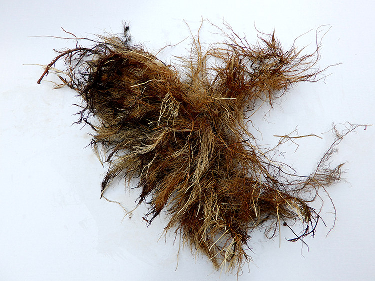 柳树中药材树根杨柳水柳红龙青龙正品根须包邮其他药食同源食品