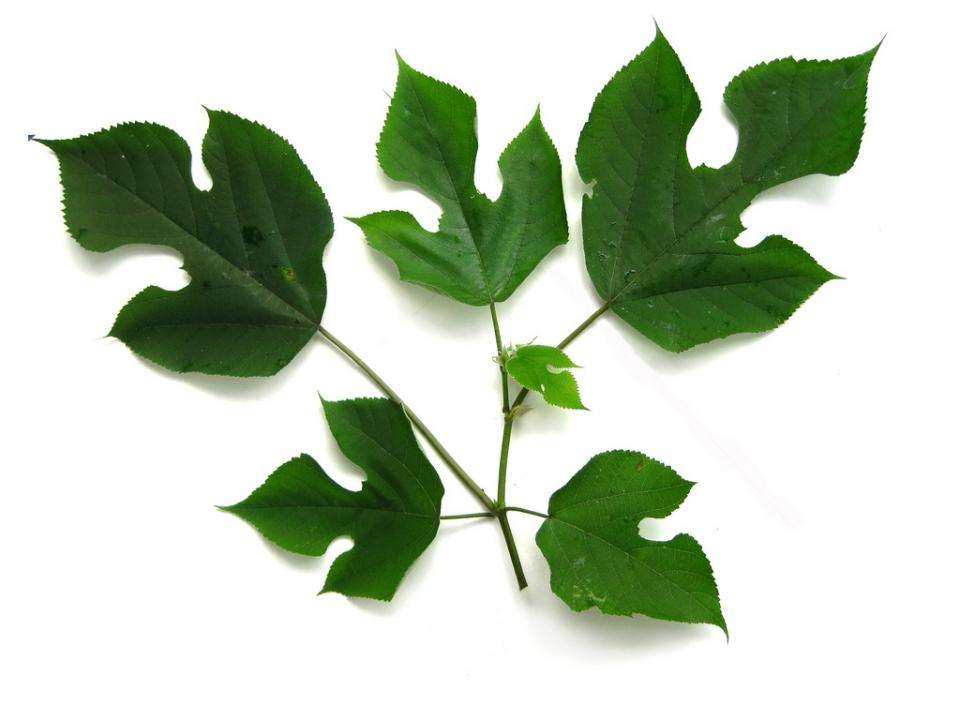 树叶中药材野生楮桃叶2斤18元包邮褚桃叶构叶褚桃叶其他药食同源食品