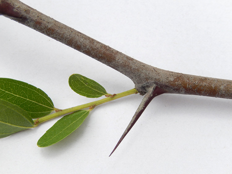 耳洞茶叶天然枣刺酸枣20个包邮植物耳钉耳针山耳钉