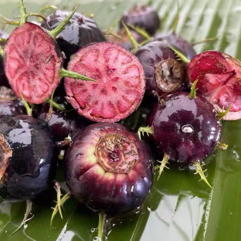 高档型新奇蜘蛛罕见稀有水果金花红果新鲜现摘蓝莓