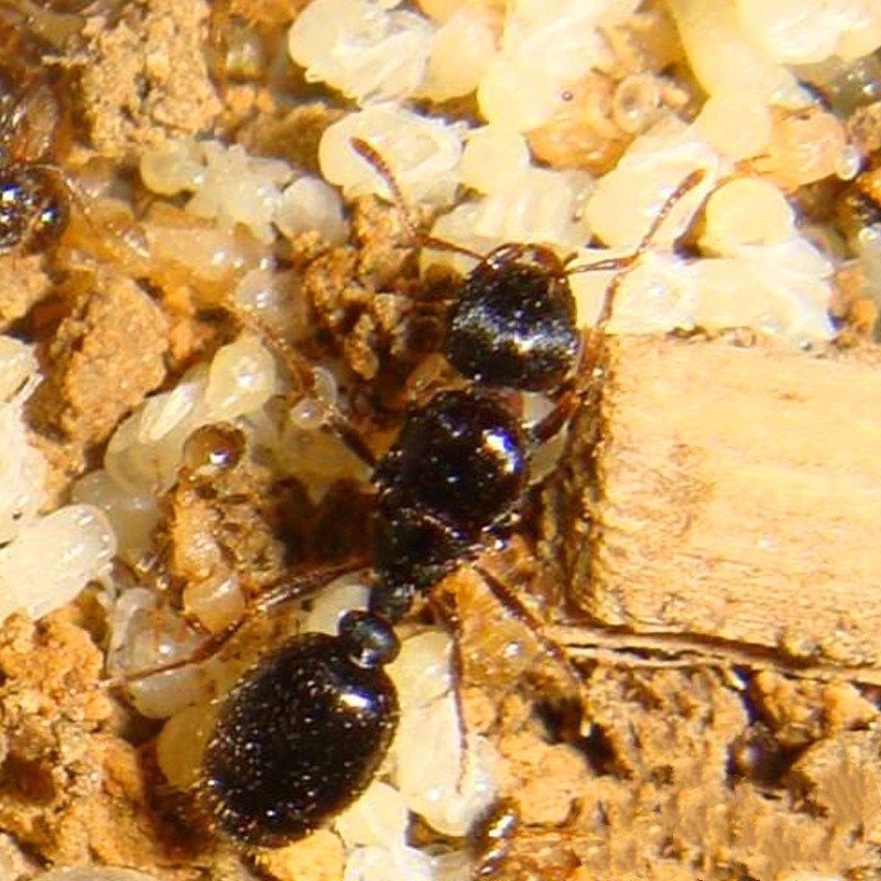 草地铺道宠物蚂蚁活体蚁群兵蚁蚁后一只昆虫蚂蚁