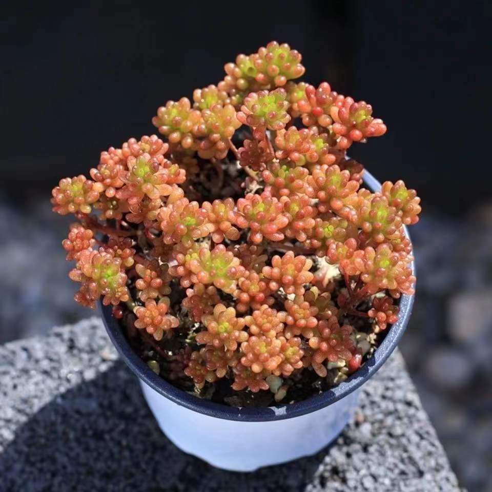 多肉植物老桩群生多头浆果萌系可爱爆盆好养多肉植物