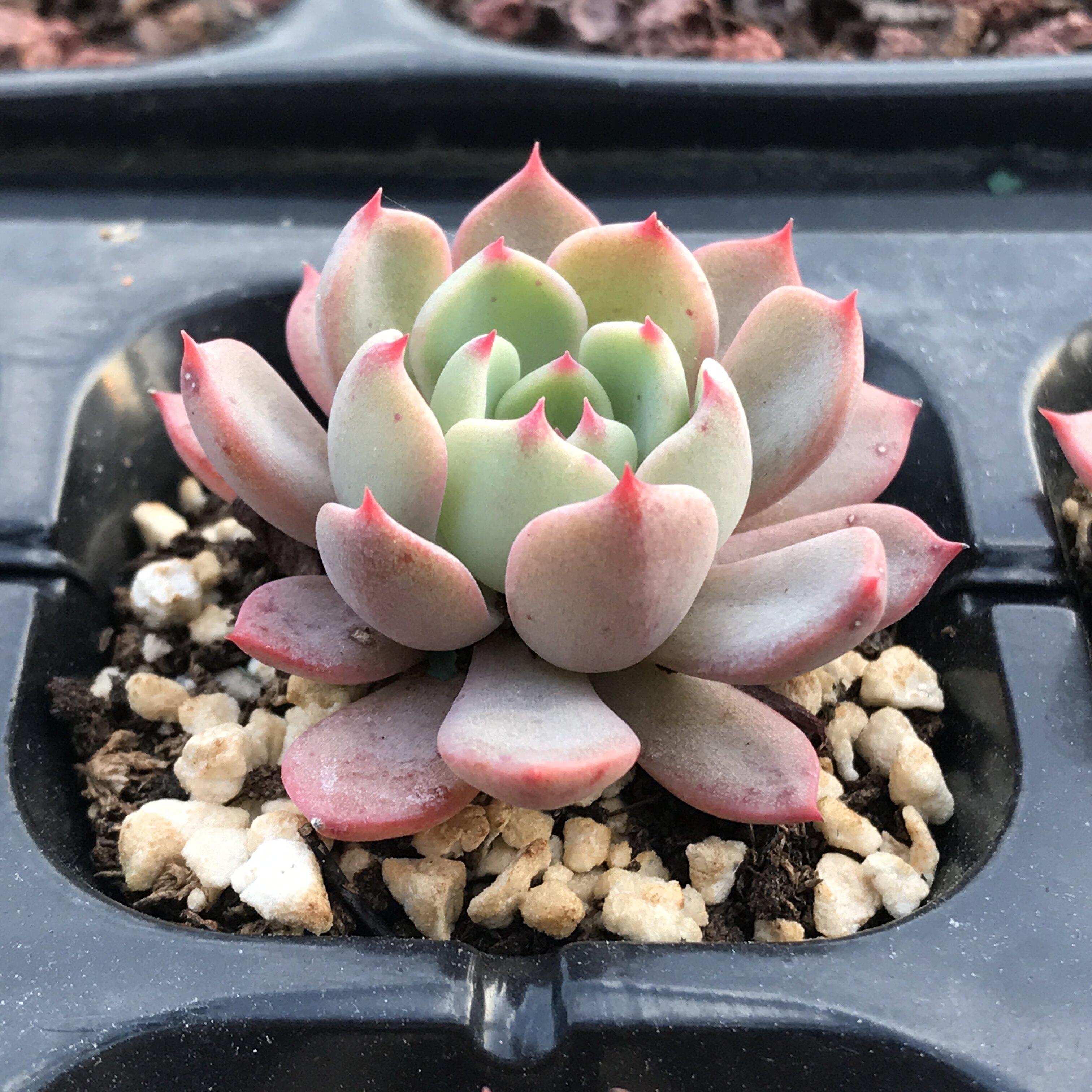 【娜娜小勾】新品贵货多肉植物盆栽绿植阳台办公室满15包邮