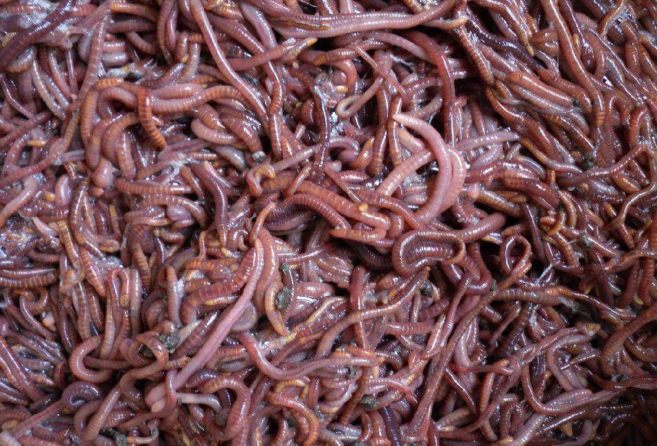 一斤散装蚯蚓活体太平二号红蚯蚓种苗斤装鱼饵台钓饵