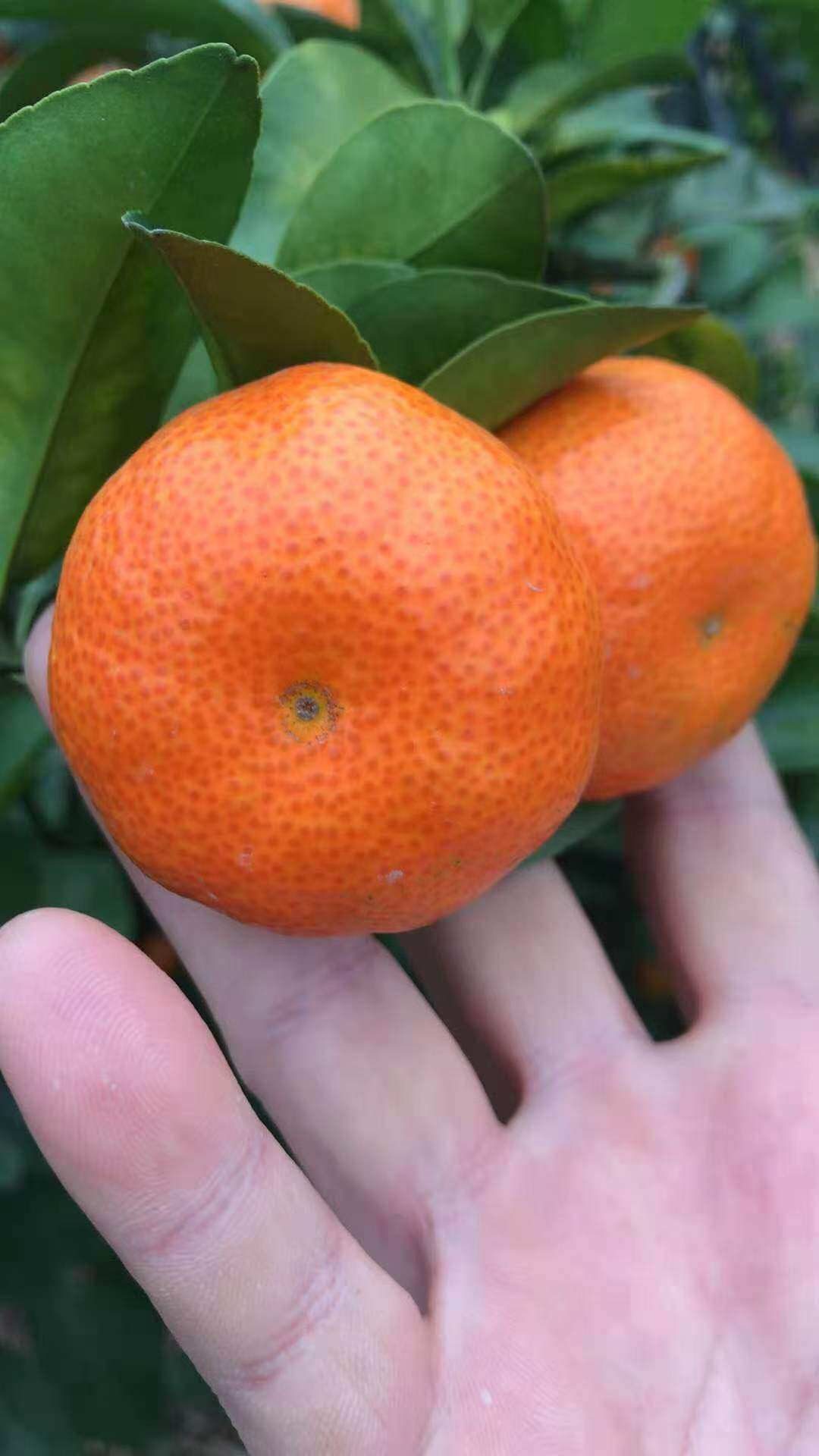 川宝广西砂糖无核无籽薄皮新鲜水果桔子净约桔子