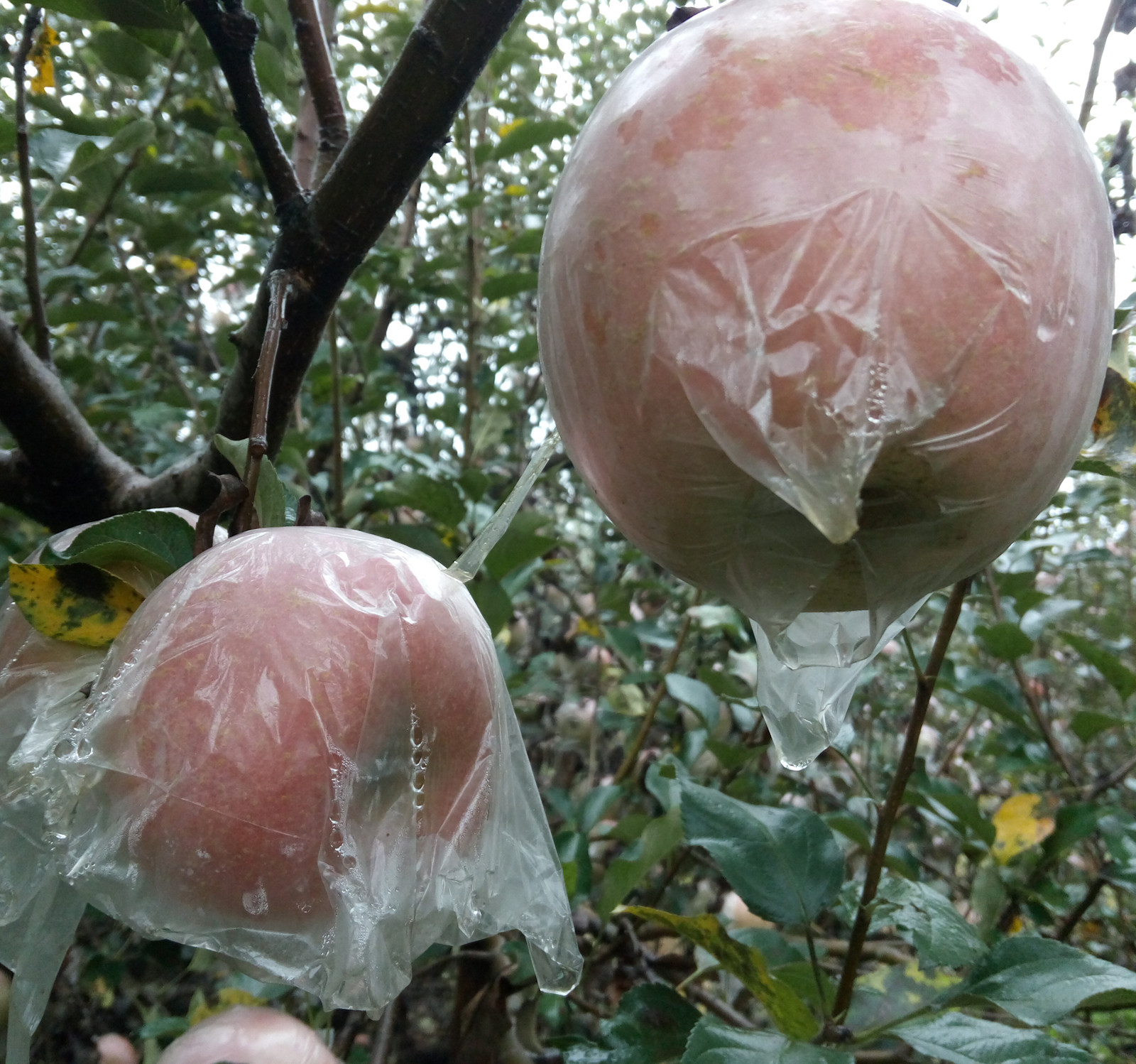 安徽农家特产砀山红富士苹果新鲜水果整箱10斤苹果