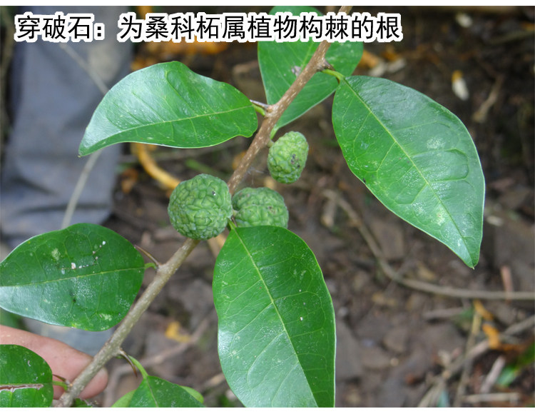 野生穿破石 新鲜晒干500克 山荔枝 九层皮 小柘树根 中药材构棘根