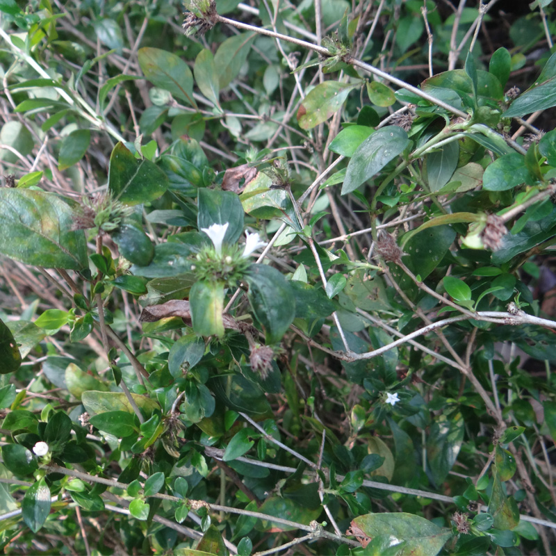 野生白马中药材六月雪自家纯野路边新鲜晒干500g其他药食同源食品
