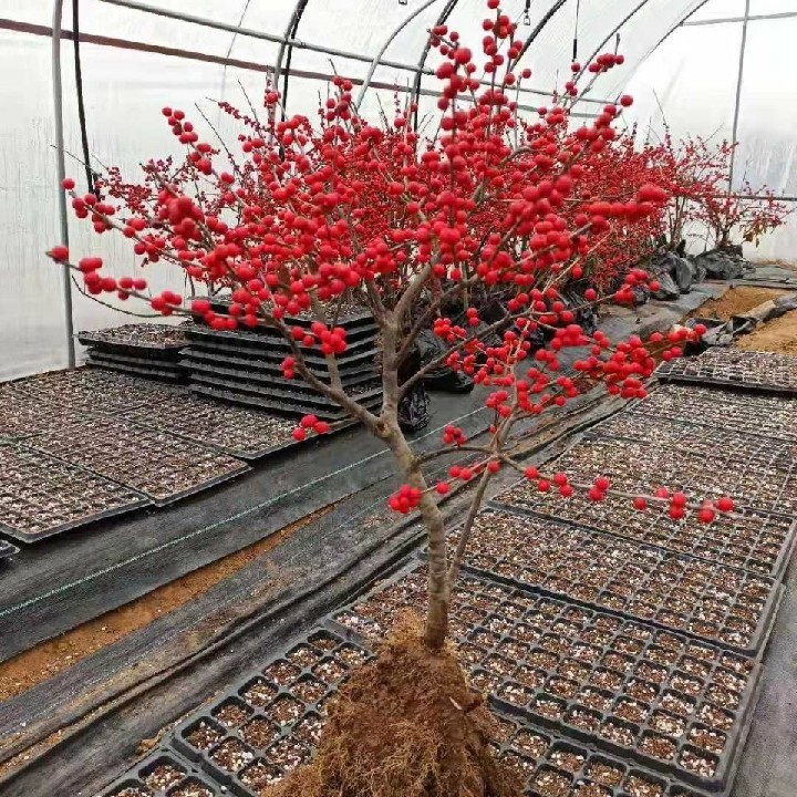 庭院北美冬青青苗耐寒红果盆景客厅冬季观花卉花卉