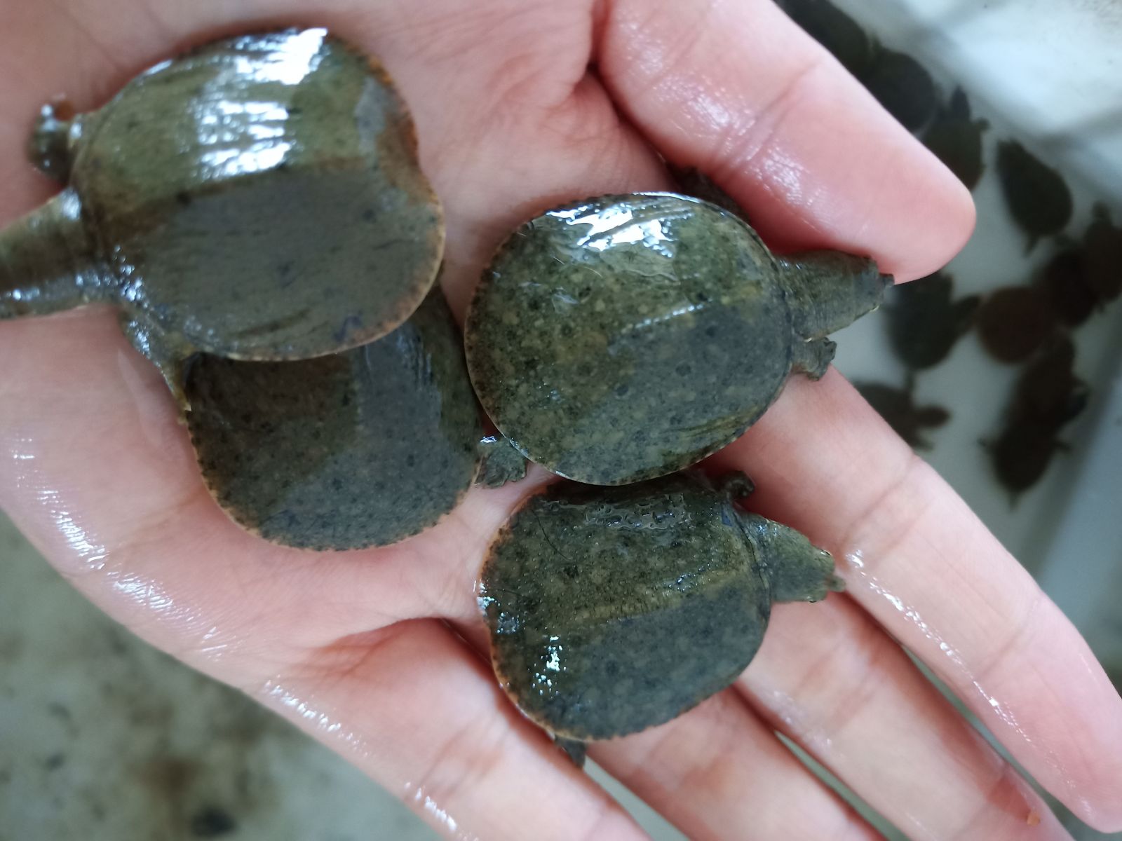 鱼苗10只包邮甲外塘养殖甲鱼苗水王八邮包甲鱼