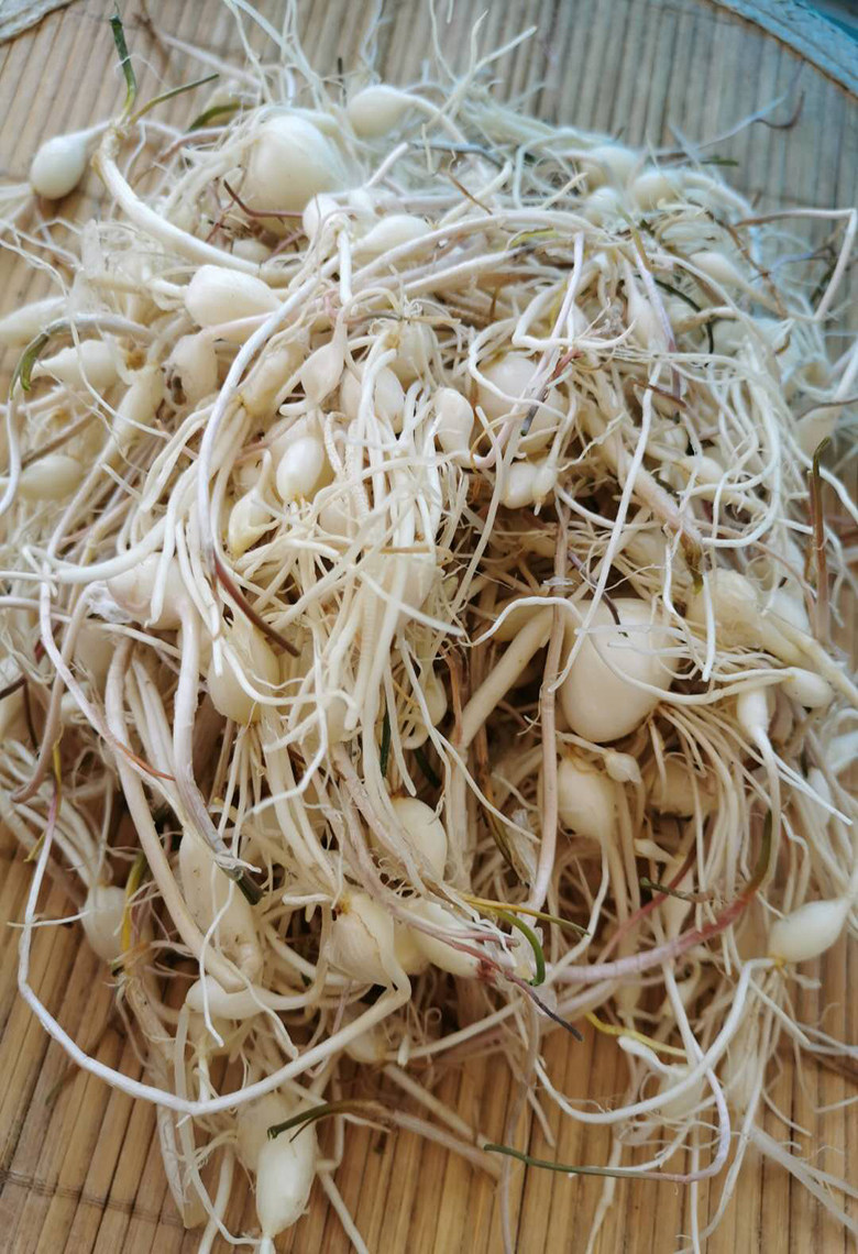 大脑新鲜东北野生小根菜小根1斤农家脑瓜蹦小根其它