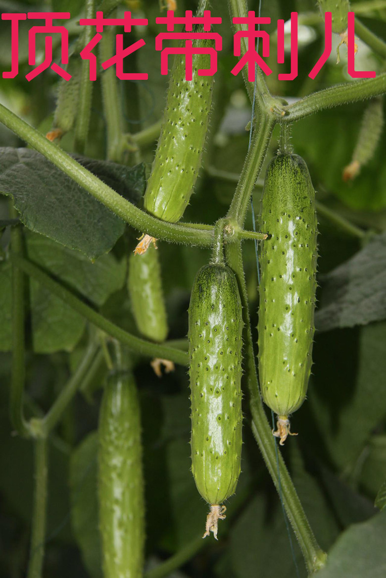 黄瓜东北农家黑土地水果3斤新鲜蔬菜生吃孕妇黄瓜