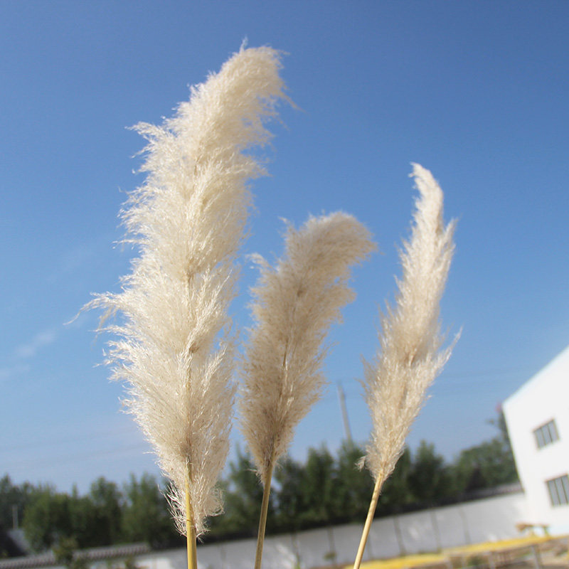 芦苇天然干花花束落地橱窗拂尘桌面摆花民宿干花