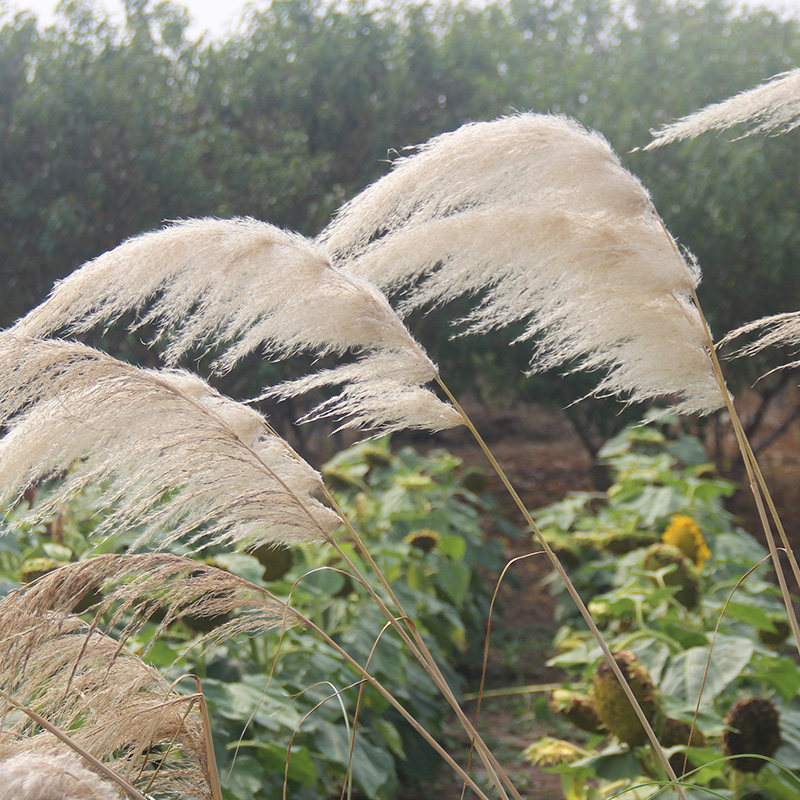 芦苇天然干花花束落地橱窗拂尘桌面摆花民宿干花