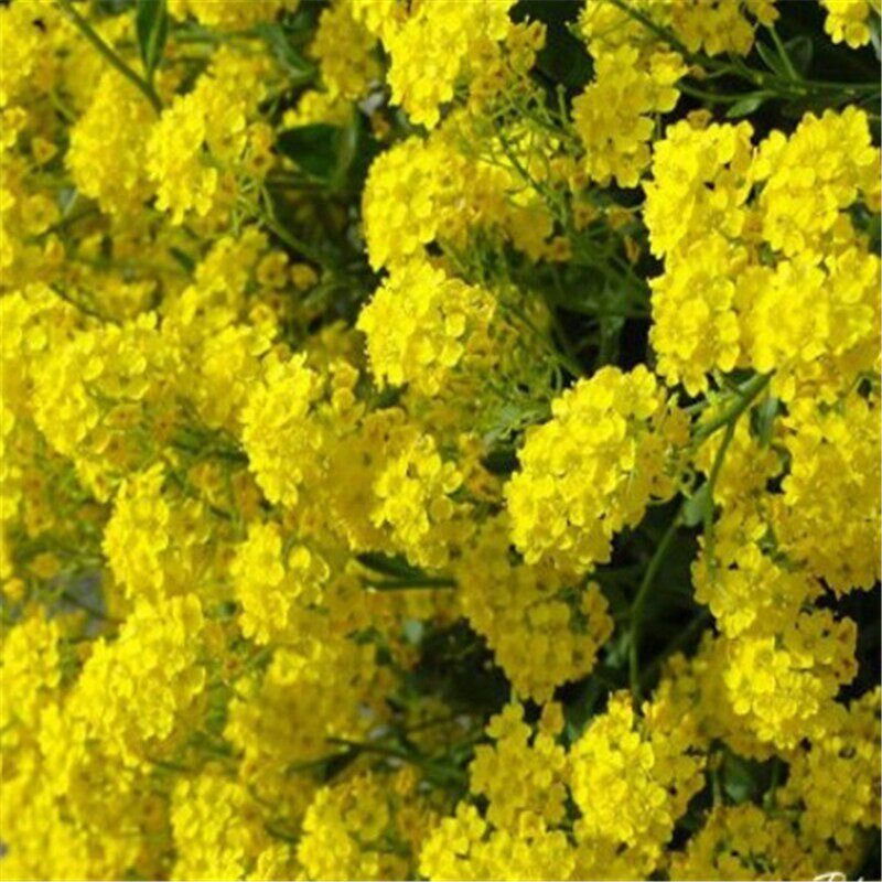 种籽岩生庭芥散装多年生宿根花种春秋播种园林绿化家庭园艺种子