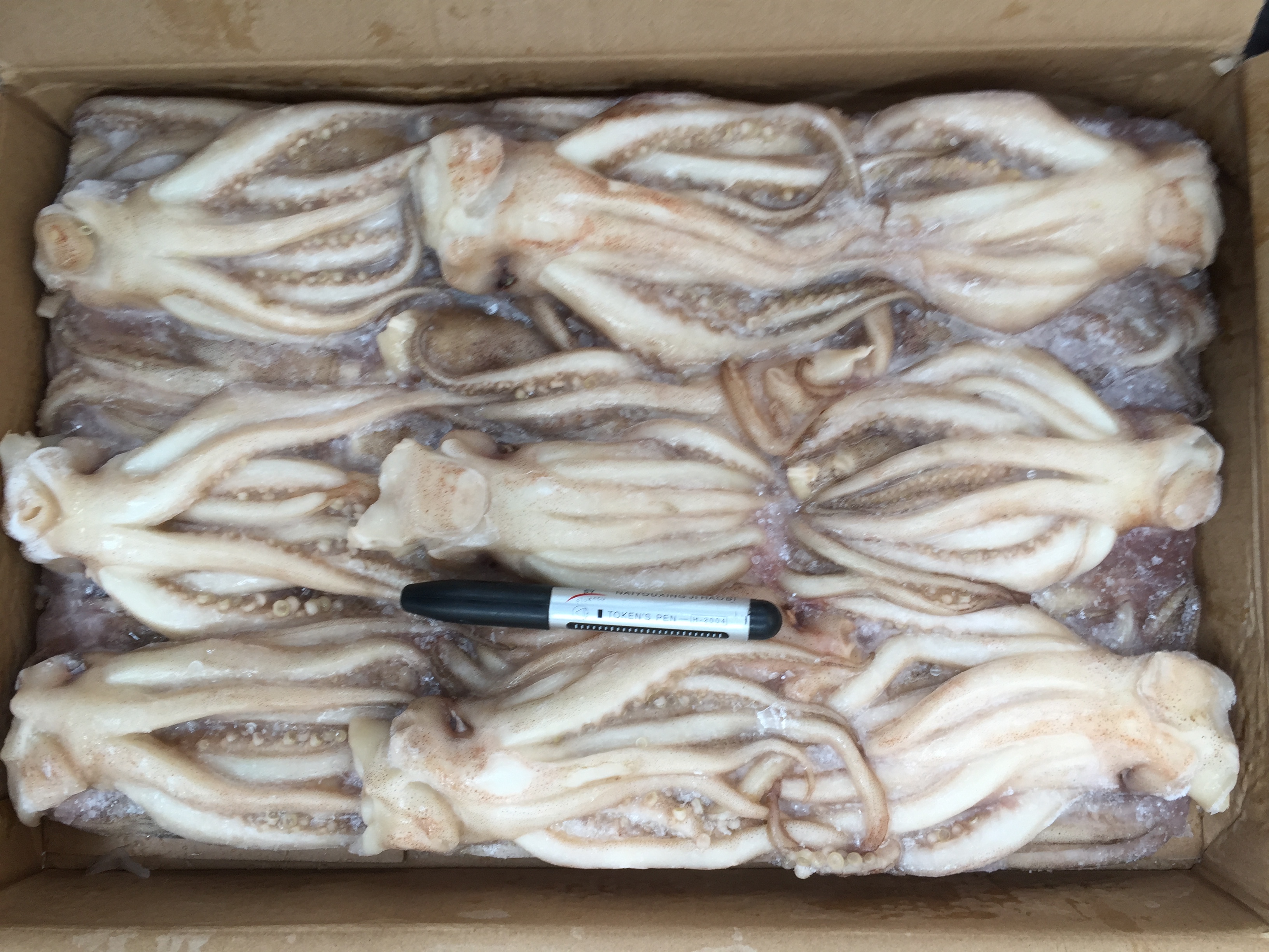 鱿鱼冷冻新鲜鱼头一箱净重5斤左右江浙沪包邮鱼干