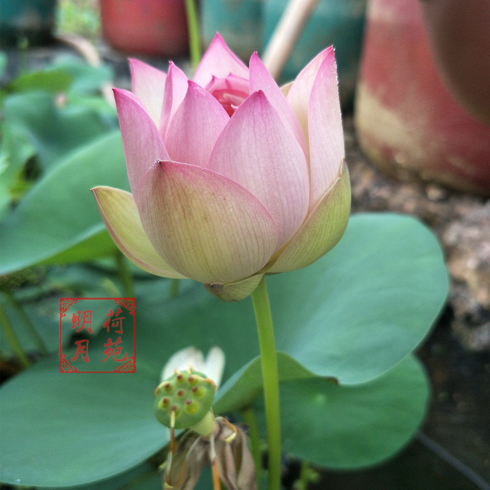 大师杯苗成品苗小微型碗莲盆栽荷花阳台水生花卉