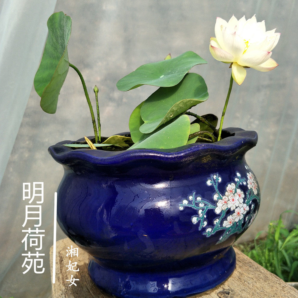 妃女种藕微型碗莲盆栽阳台多年生水生花卉杯苗时令草本花卉