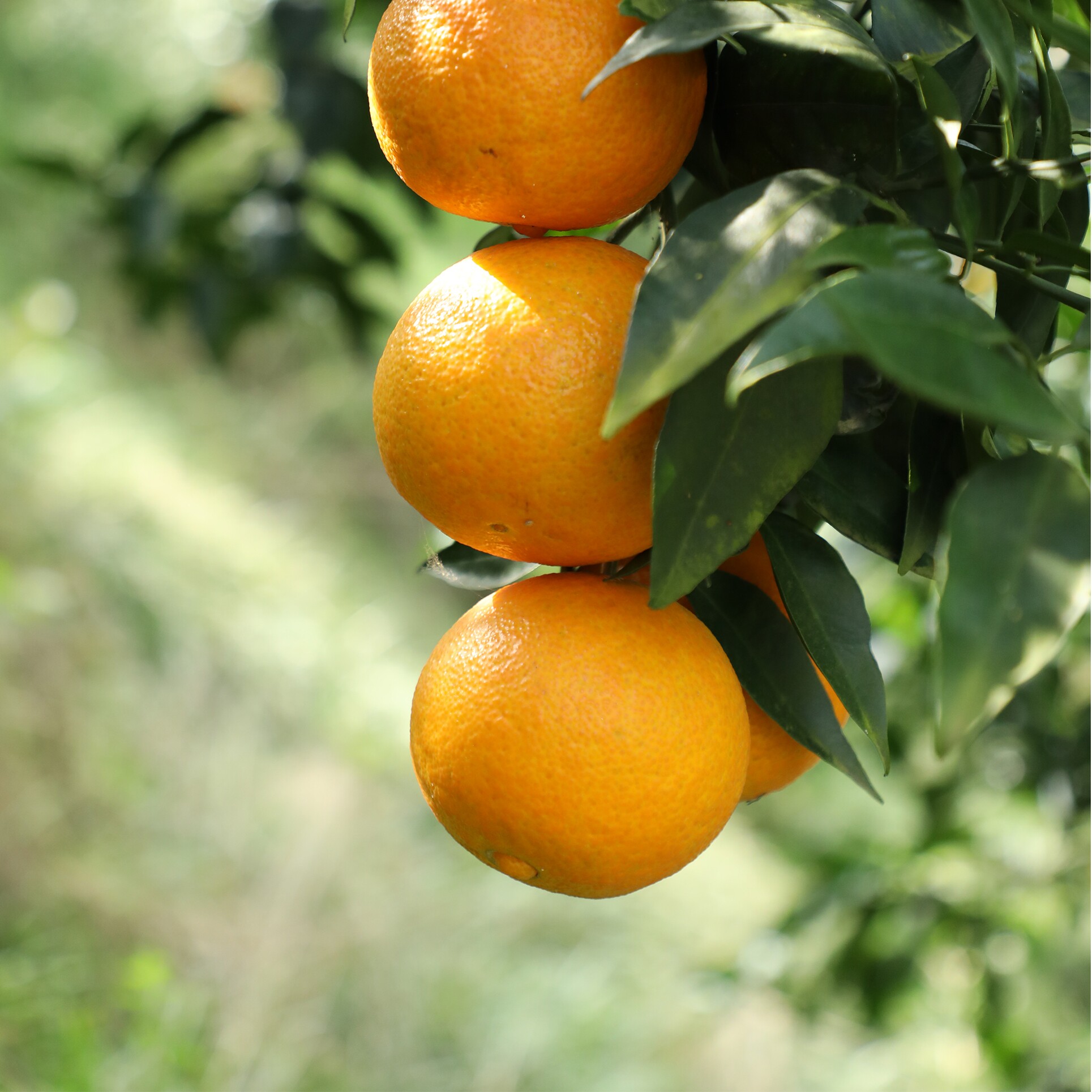 四川爱媛38号果冻5斤新鲜水果眉山山丹当季橙