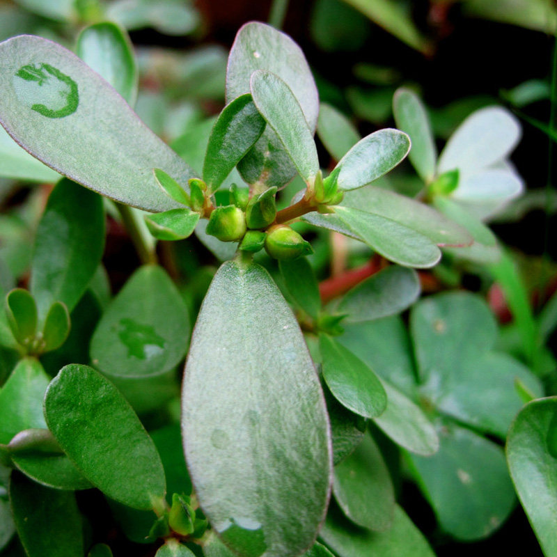 马齿苋种子野生马菜马齿菜种长寿菜籽保健蔬菜野菜四季易种蚂蚱菜