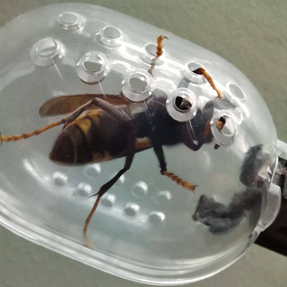 捕抓蜂王神器交配移王不伤蜂蜂王夹黄脚黑盾红娘胡蜂蜜蜂捉蜂夹