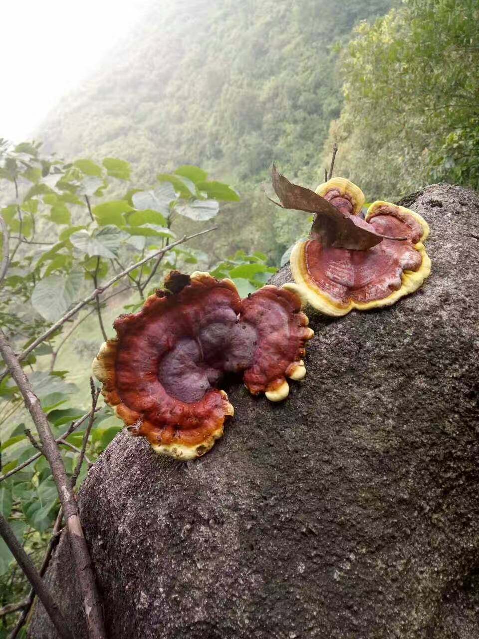 灵芝野生大别山纯野整枝赤灵深山林芝自采菌可整枝灵芝