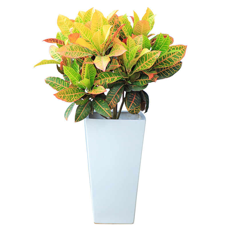 室内黄金叶盆景植物无锡金叶净化空气客厅甲醛美观绿植