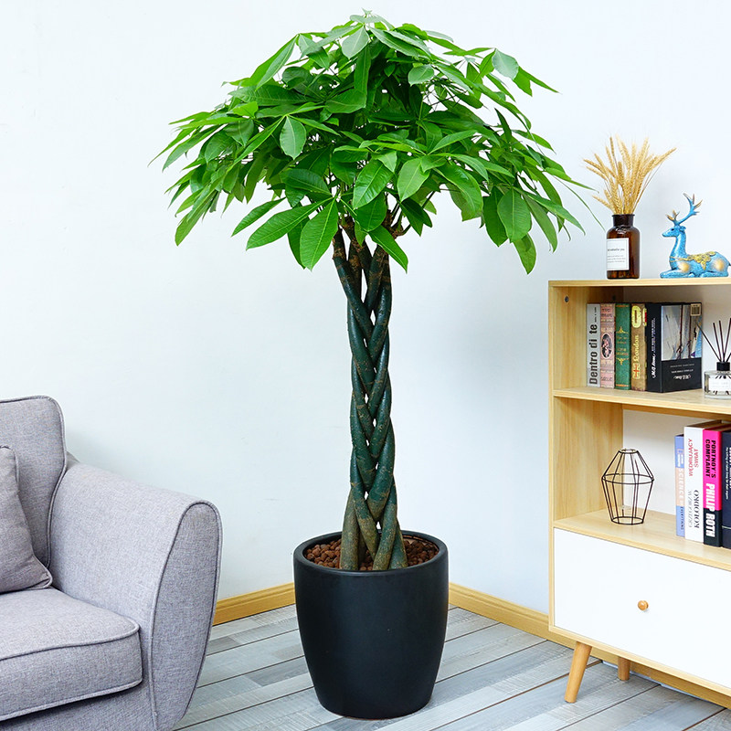 辫子三杆步步高发财树大盆盆栽真花粗杆客厅招财大型绿植